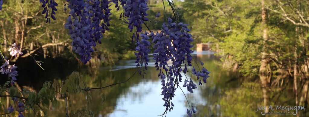Dark blue flower petals on a tree in front of the Lumber River in Lumberton, NC